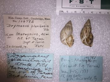 Media type: image; Malacology 106782 Description: 106782_Drymaeus planibasis image;